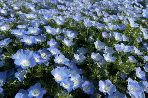 樹木葬「静岡 葵 庭苑」について